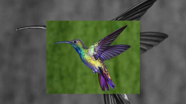 Peligran 7 especies de colibríes en México