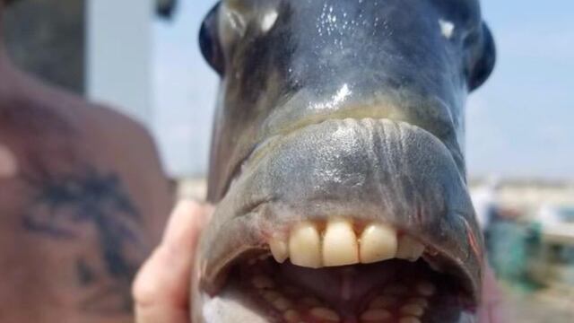 Pez con dientes humanos