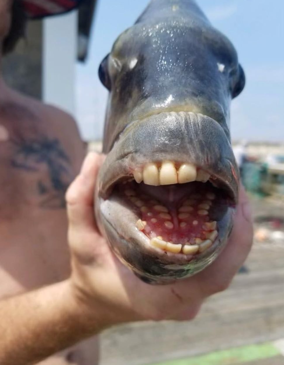 Pez con dientes humanos