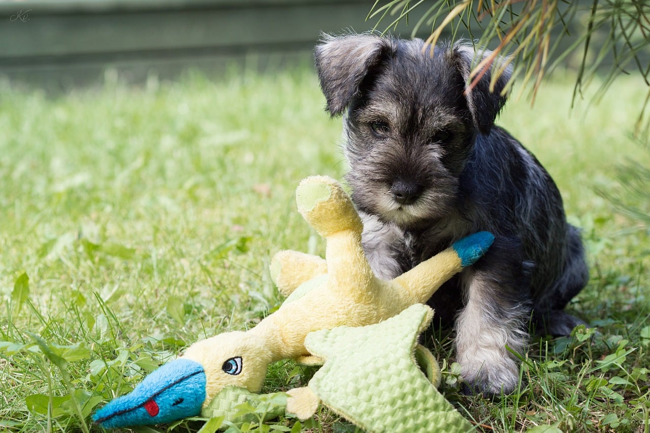 Schnauzer miniatura