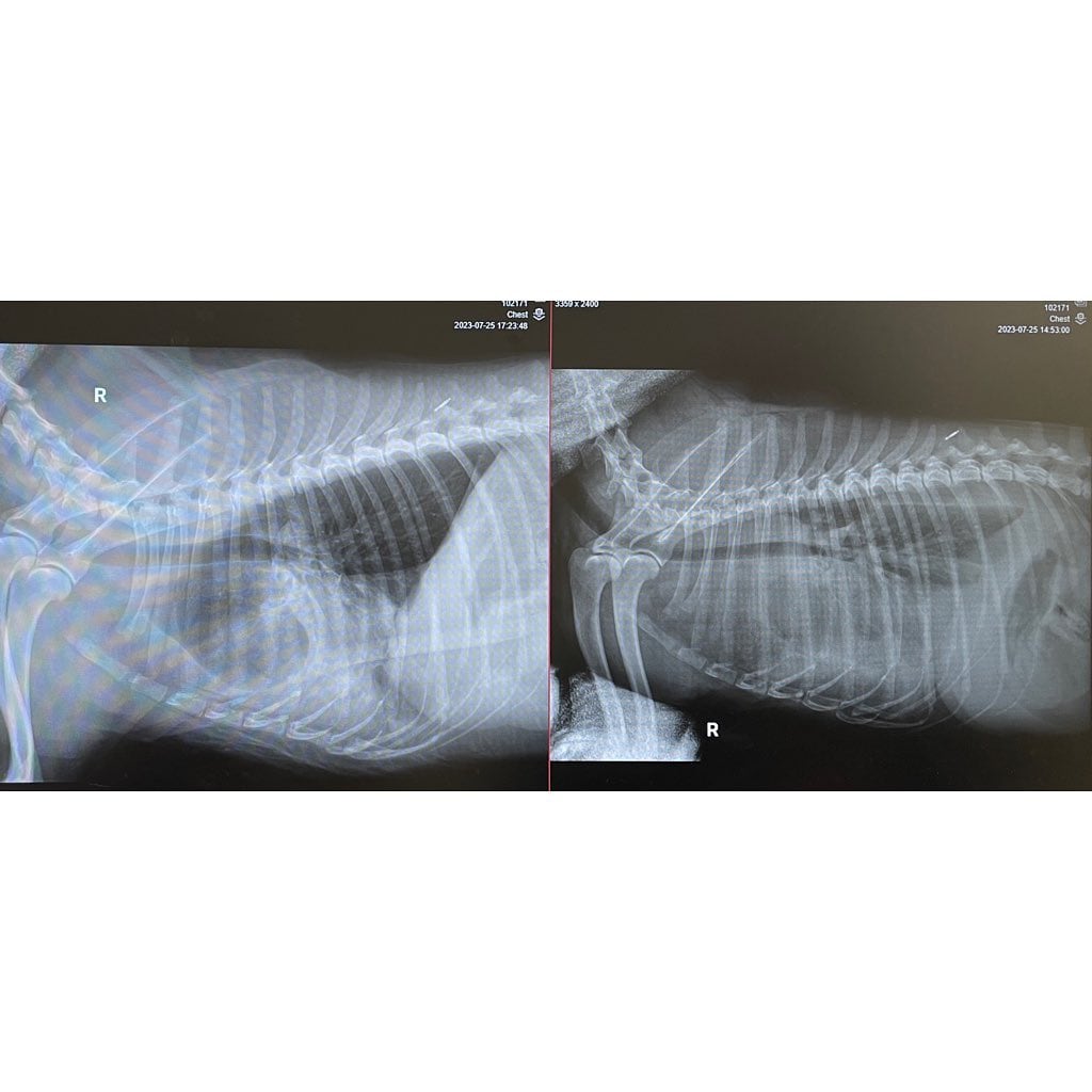 Cheems, el perro convertido en meme, empeora por el cáncer