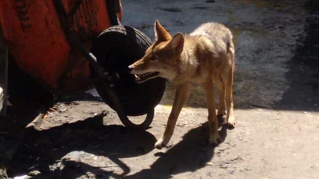 Coyote vagabundo en Iztapalapa