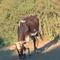 Disfrutaban picnic, pero una vaca salvaje les interrumpe el momento