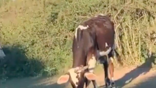 Vaca salvaje interrumpe picnic de enamorados