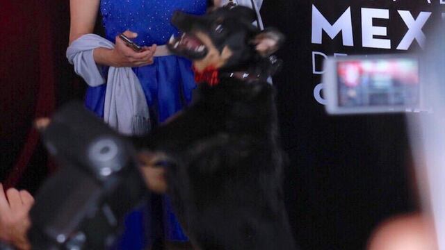 "El Borras" participó en la multipremiada Roma de Alfonso Cuarón