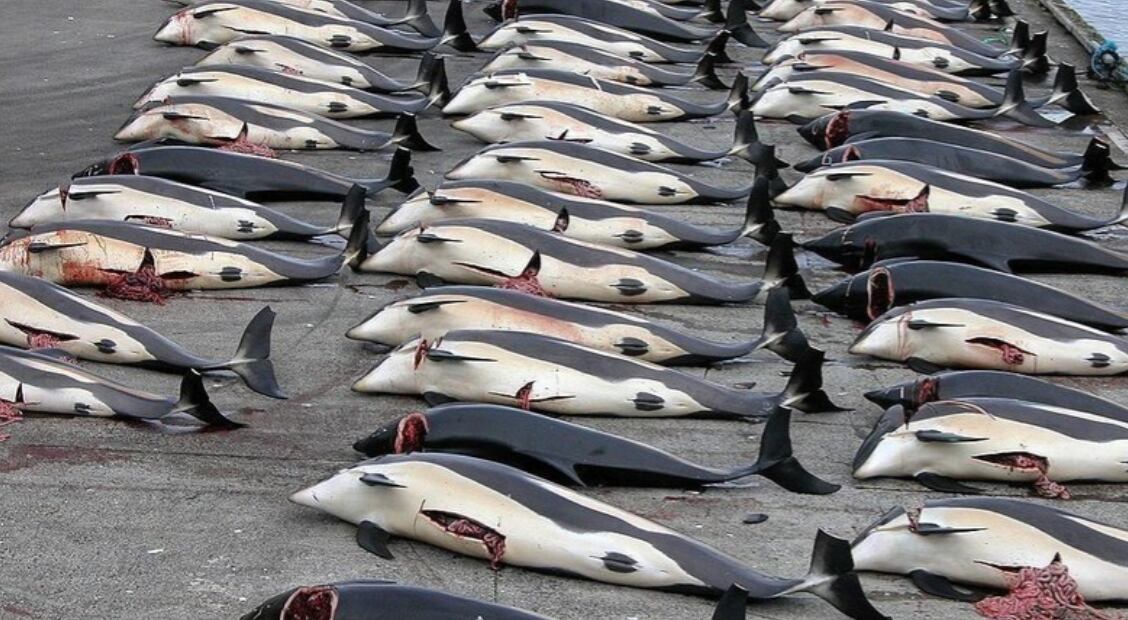 Matanza de delfines en Dinamarca