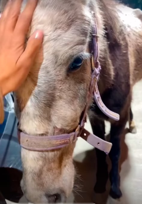 Denuncian maltrato animal en Chalco, Estado de México