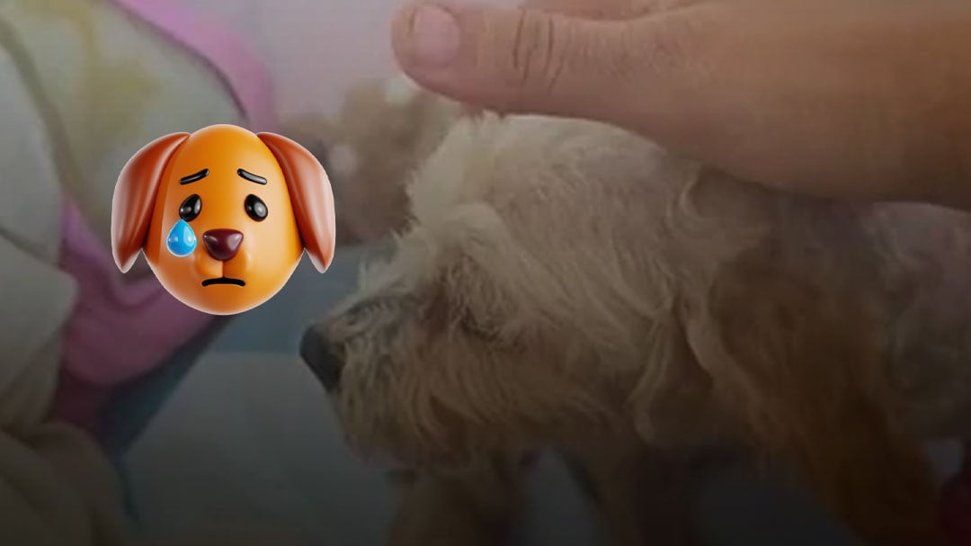 Mueren tres de los cachorritos de Cereza, la perrita que sobrevivió a la explosión de la pipa en Iztapalapa