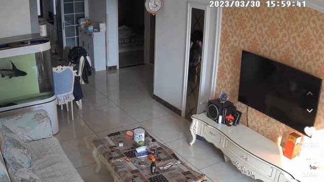 Pez salta de pecera ante presencia de fantasma