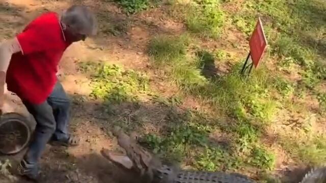 Video viral de cocodrilo