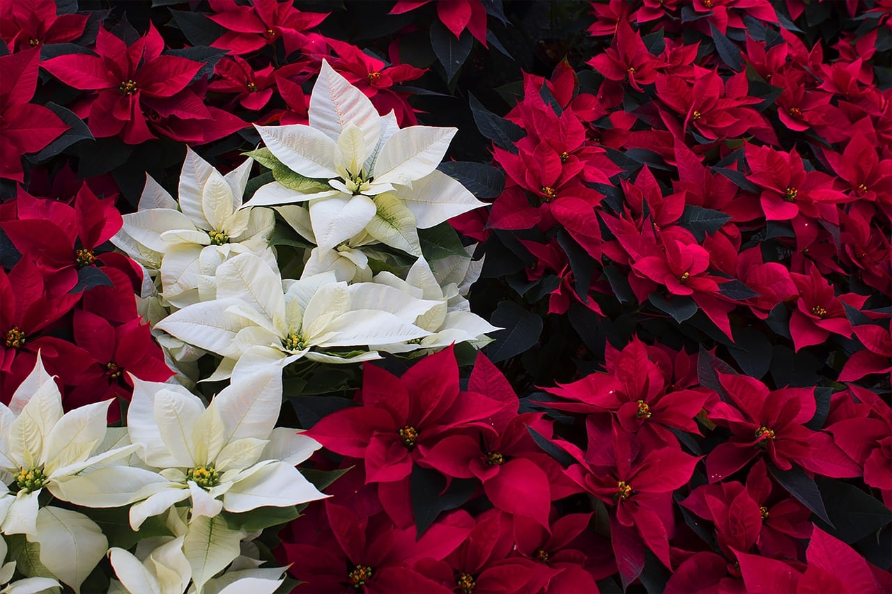 Flor de nochebuena