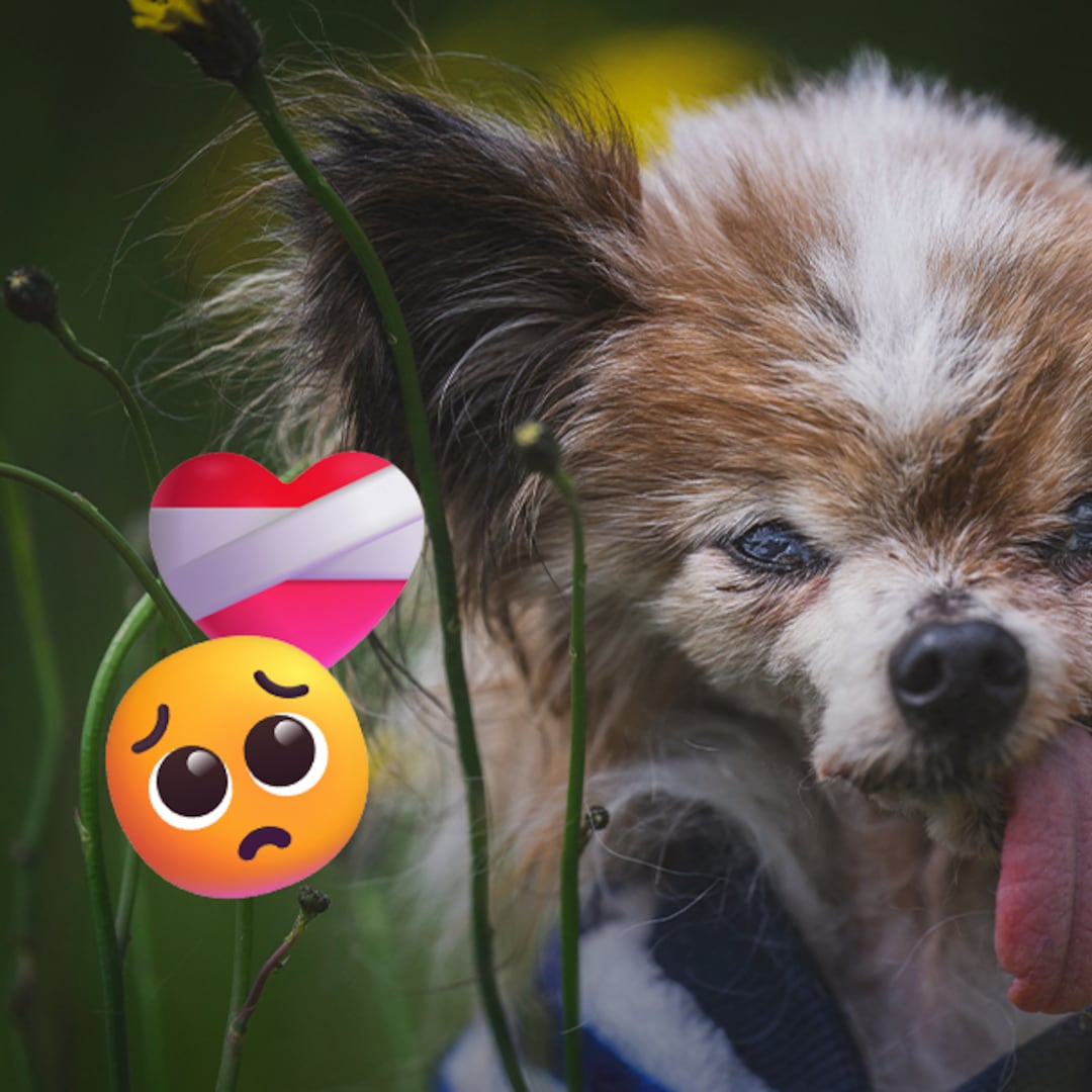 Adiós a Lazare: murió el perro más longevo del mundo a los 30 años