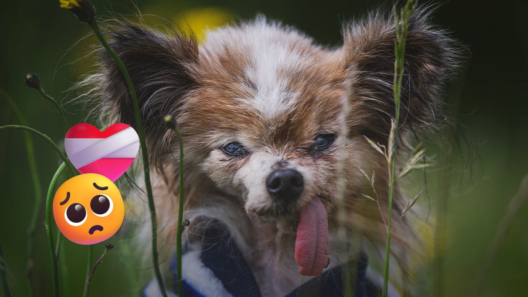Adiós a Lazare: murió el perro más longevo del mundo a los 30 años