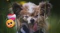 Adiós a Lazare: murió el perro más longevo del mundo a los 30 años