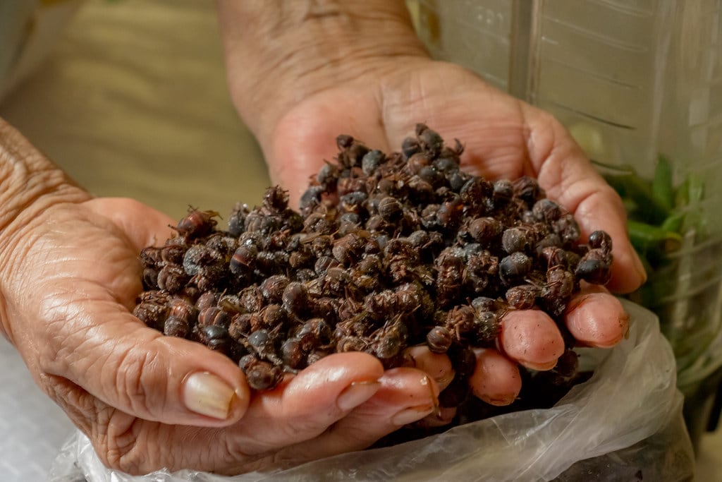 Hormiga chicatana, insectos que se comen en México