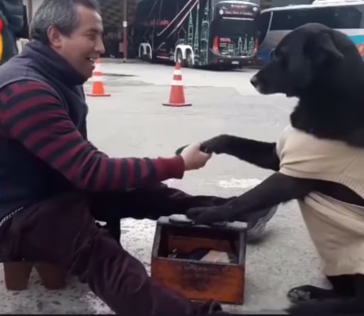 Perro se viraliza pidiendo que lustren sus patas