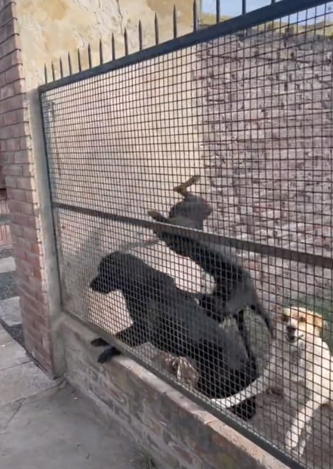 Perrito parkour en TikTok