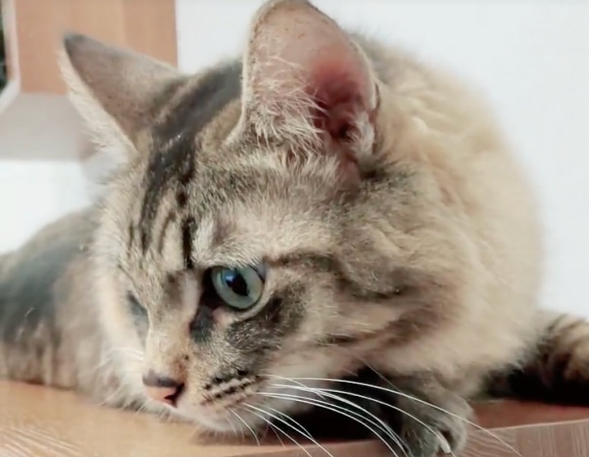 Este es el origen del meme del gato negro viral en TikTok que nos representa cuando estamos frustrados