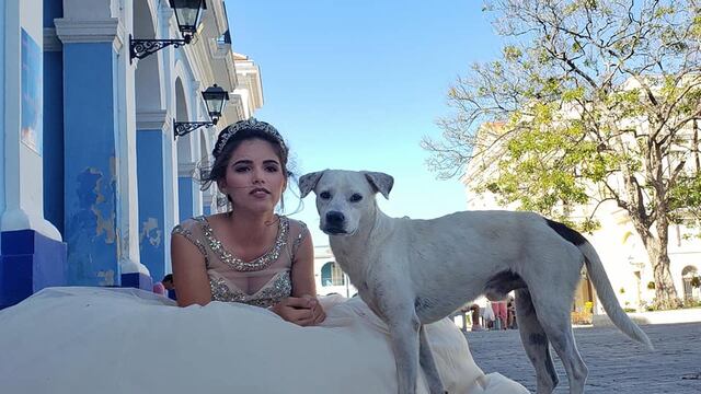 Un perrito callejero se coló en la sesión de fotos de una quinceañera
