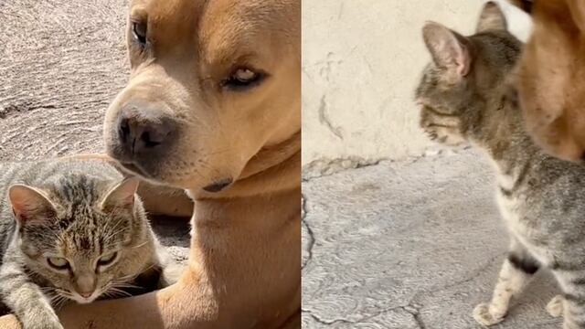 Perro que adoptó un gato