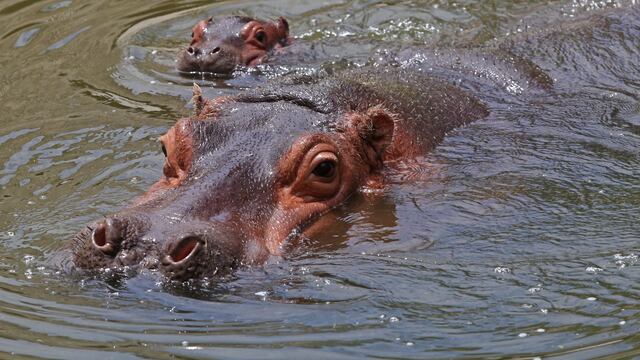Hipopótamos dan positivo a Covid-19 en Bélgica (Imagen Ilustrativa)