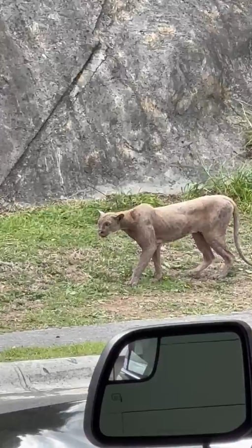 Con una trampa salida de El Coyote y el Correcaminos buscan atrapar al puma suelto en Monterrey