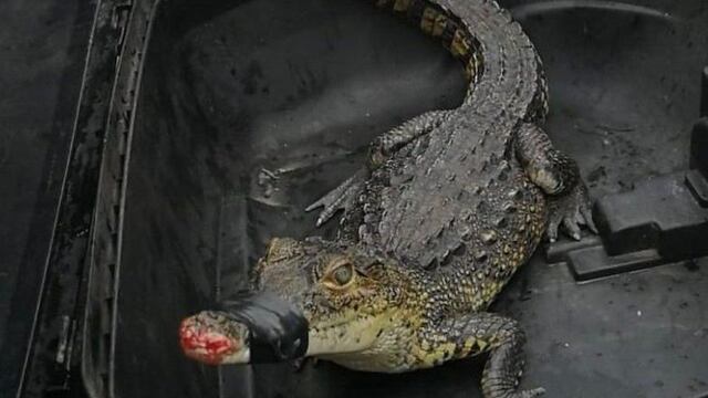 El animal tenía una lesión en el hocico.