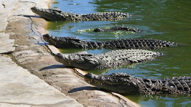 Cocodrilo.