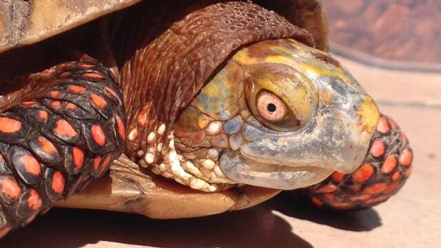 ¿Interesado en una mascota exótica? Checa estos puntos.