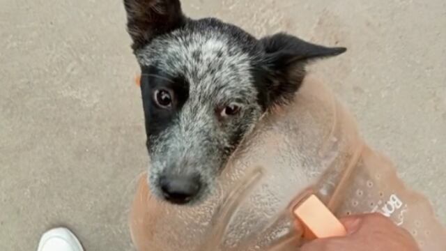Perrita adentro del garrafón de agua