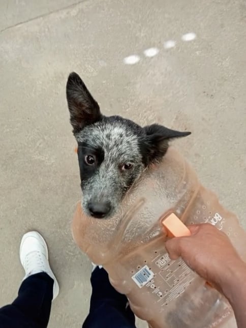 Perrita adentro del garrafón de agua