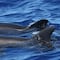Biólogos descubren a 'Wolphin', el primer híbrido de delfín y ballena