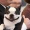 Lennu: el bulldog francés del presidente finlandés que ha conquistado la red