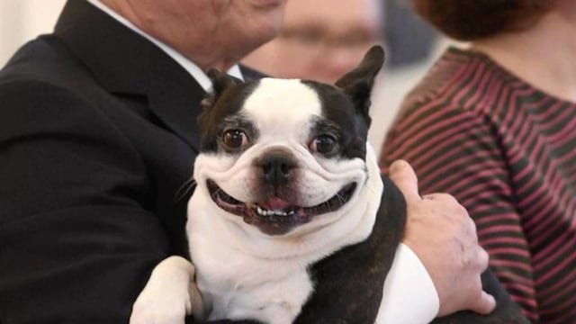 El perro que ha llamado la atención de las redes sociales.