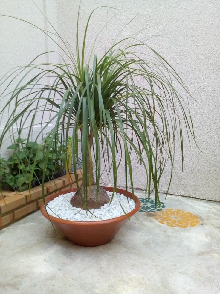 Pata de elefante, planta