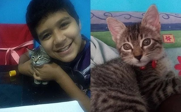 Gatita se gradua de clases virtuales