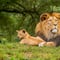 ¿Qué significa soñar con leones sueltos? El significado tiene mucho que ver con el inicio del Año Nuevo