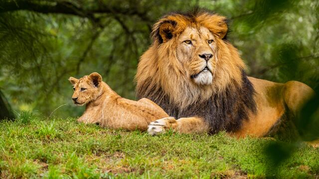 Este es el significado de soñar con leones sueltos en Año Nuevo