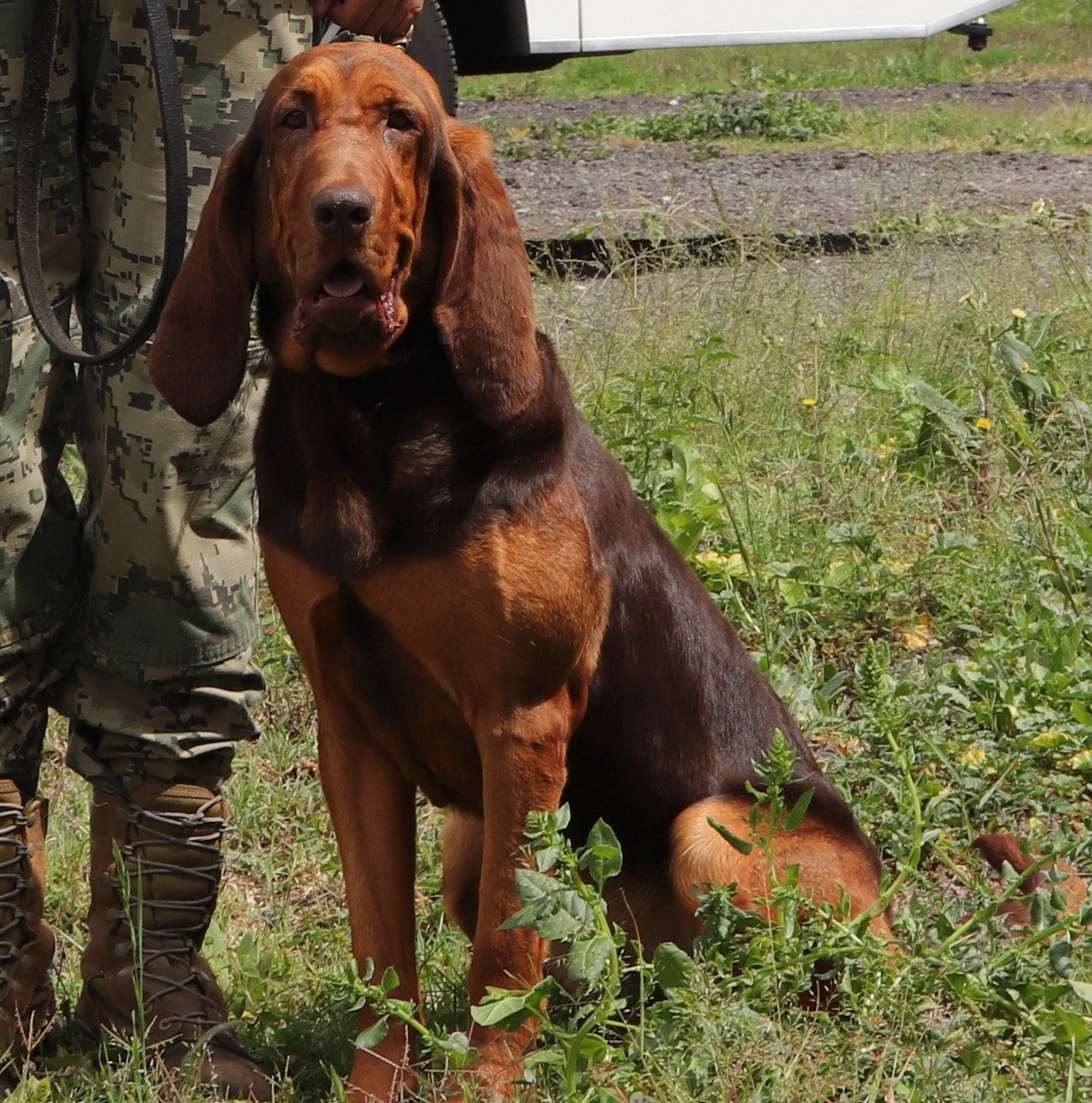 Max, perrito de la SEMAR que localizó a Rafael Caro Quintero