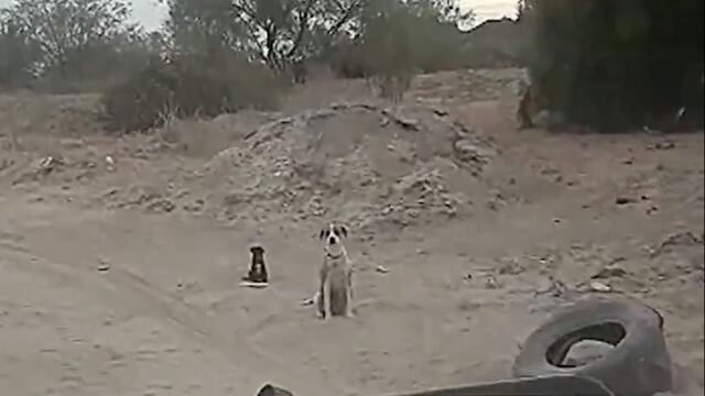 Sólo un cachorro logró sobrevivir al abrasador calor