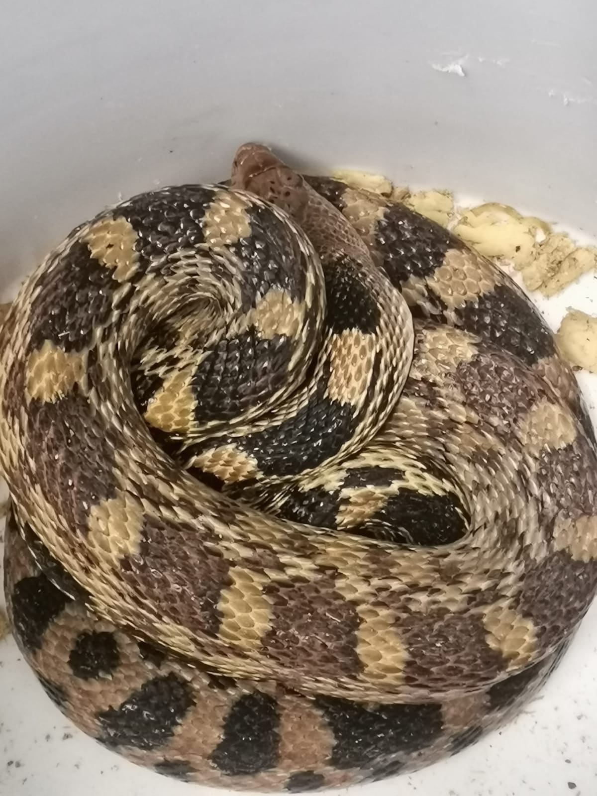 Serpiente en el Metro CDMX