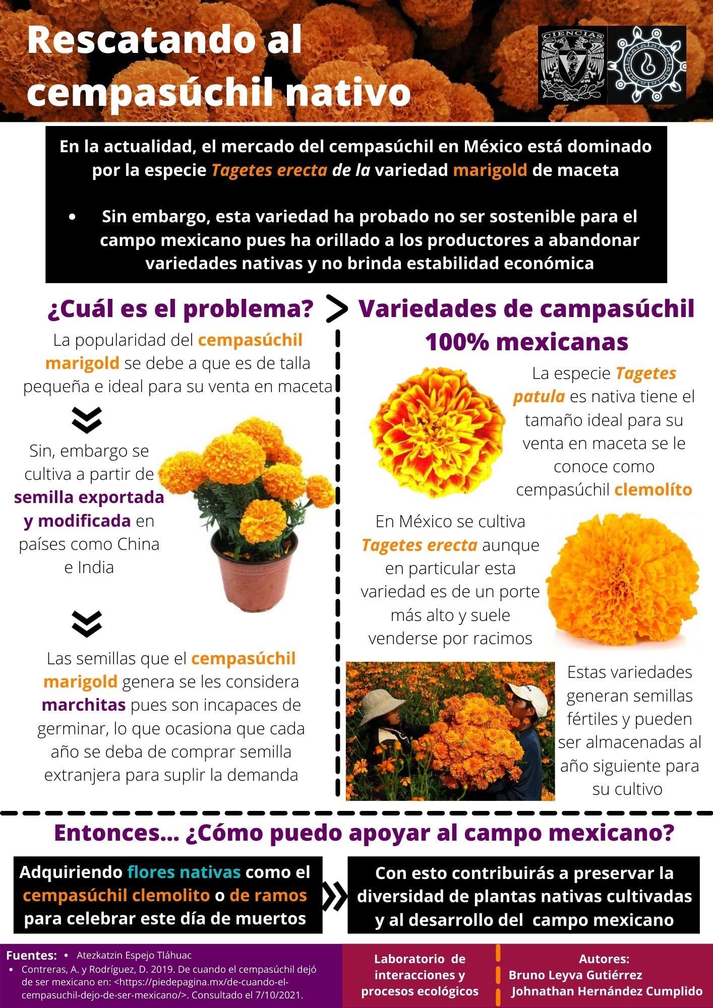 Infografía.Rescatando al cempasúchil nativo