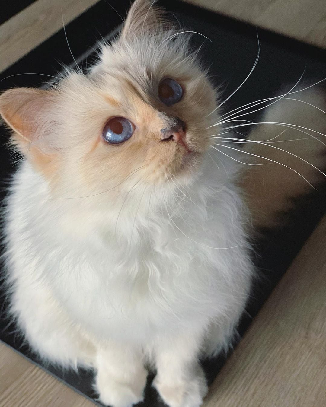Choupette, la gata de Karl Lagerfeld que triunfó en la Met Gala 2023