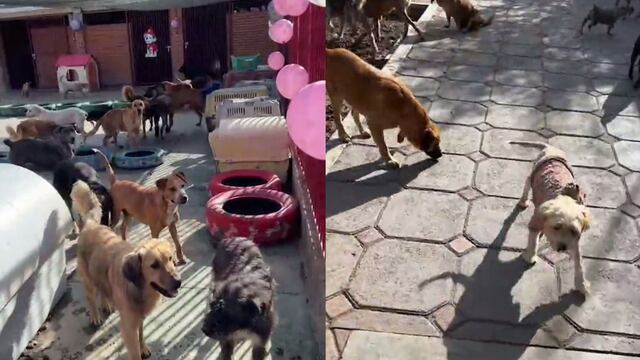 Santuario Huellitas de Amor Sin Fronteras; un perrito fue mutilado