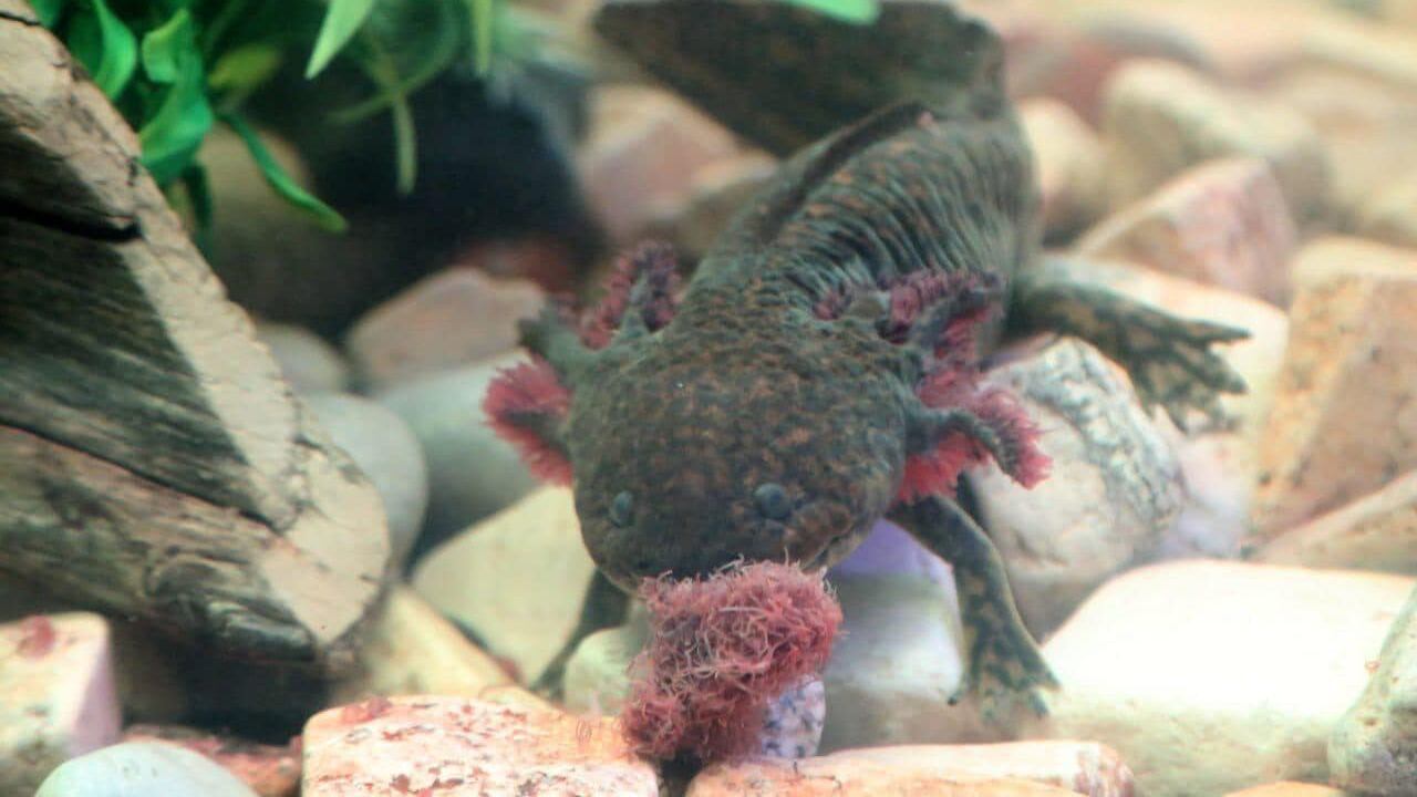 ¿Qué representa el ajolote en la cultura mexicana? El anfibio más extraordinario que tristemente está en peligro de extinción