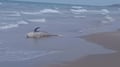 Tiburón muerto sorprende a turistas en playa de Alicante; desconocen cómo murió