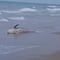 Tiburón muerto sorprende a turistas en playa de Alicante; desconocen cómo murió