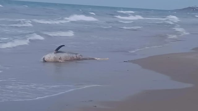 Tiburón muerto en Alicante