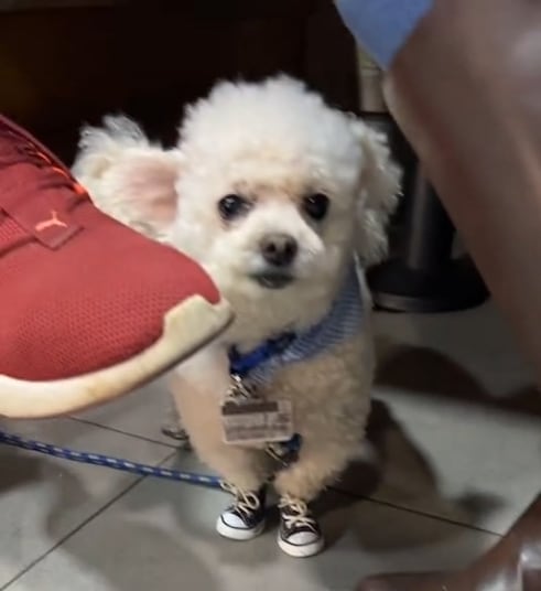 Perrito que sale de paseo con tenis "Converse"