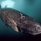 Encuentran a un tiburón de 400 años de edad
